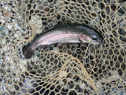 ニジマスの釣果