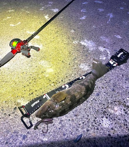 アイナメの釣果