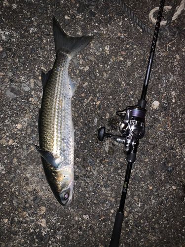 白子漁港（三重）