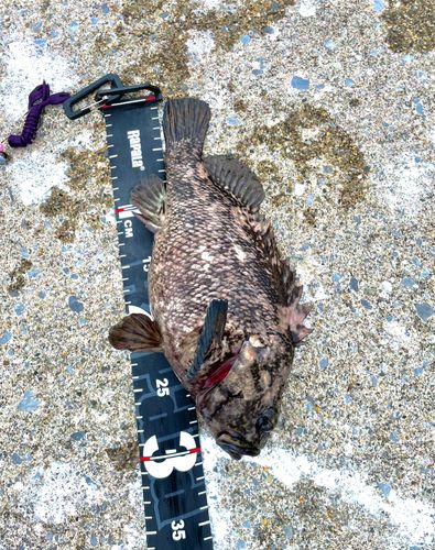 オウゴンムラソイの釣果