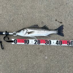 フッコ（マルスズキ）