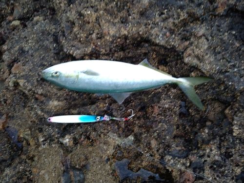 ツバスの釣果