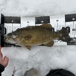 スモールマウスバス