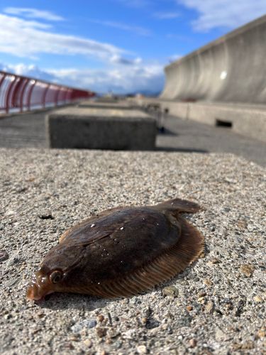 平磯海づり公園