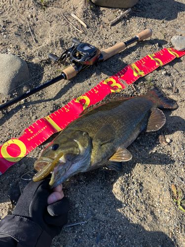 スモールマウスバスの釣果
