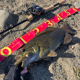 スモールマウスバス