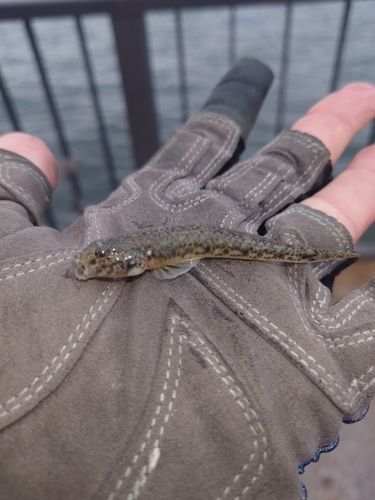 養老川臨海公園