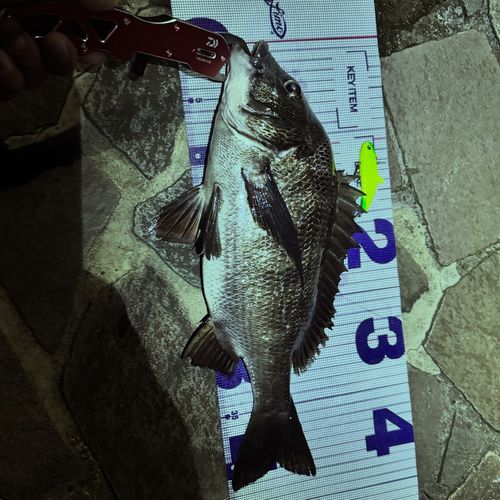 チヌの釣果
