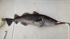 マダラの釣果