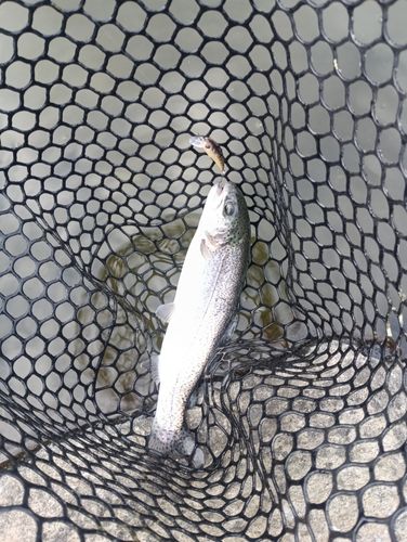 ニジマスの釣果