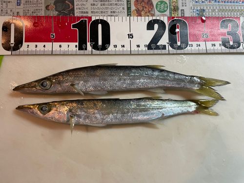 カマスの釣果