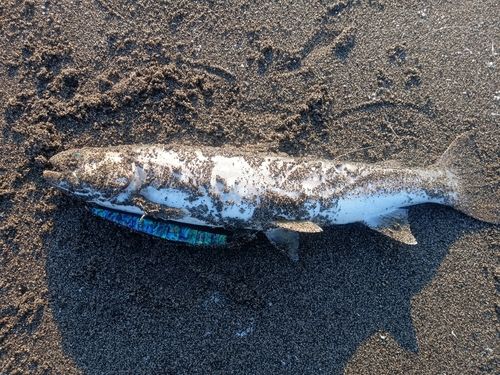 苫小牧東港一本防波堤