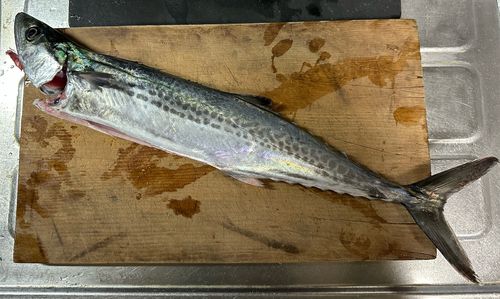 サゴシの釣果