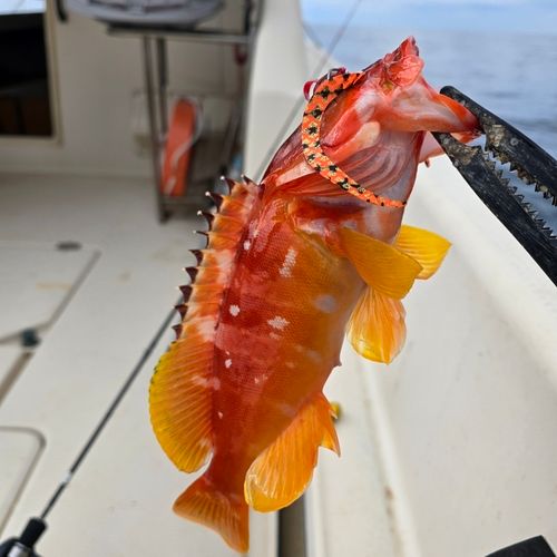 アカハタの釣果