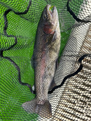 日進市総合運動公園プールフィッシング