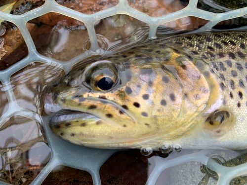 リヴァスポット早戸