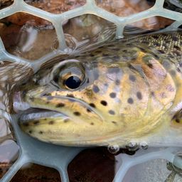 カットスロート