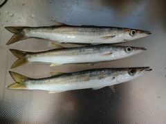 アカカマスの釣果