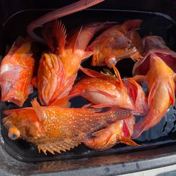 ウッカリカサゴ