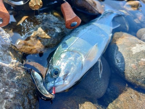 ニジマスの釣果