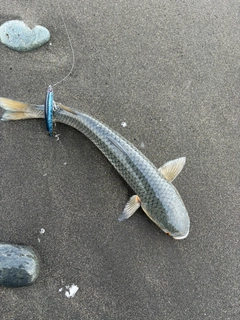 ボラの釣果