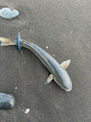 ボラの釣果