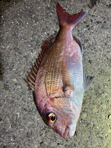マダイの釣果