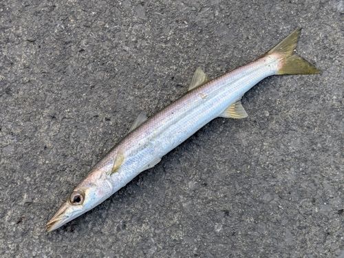 アカカマスの釣果