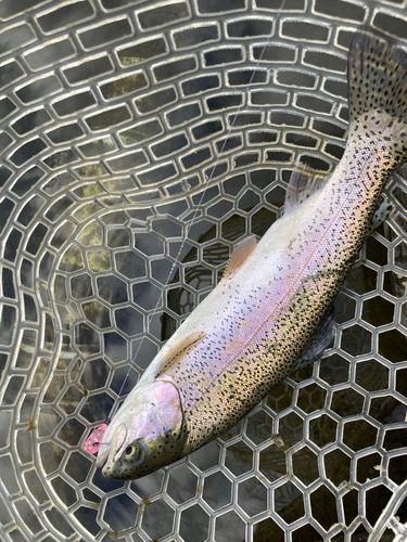 ベリーパーク in FISH ON! 王禅寺