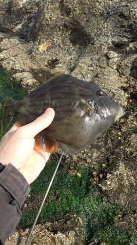 カワハギの釣果
