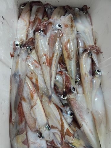 ササイカの釣果