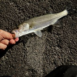 セイゴ（マルスズキ）