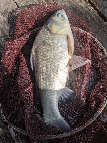 ヘラブナの釣果