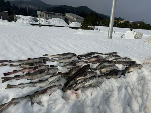マダラの釣果