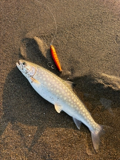 アメマスの釣果