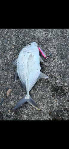 ロウニンアジの釣果