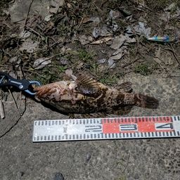 タケノコメバル