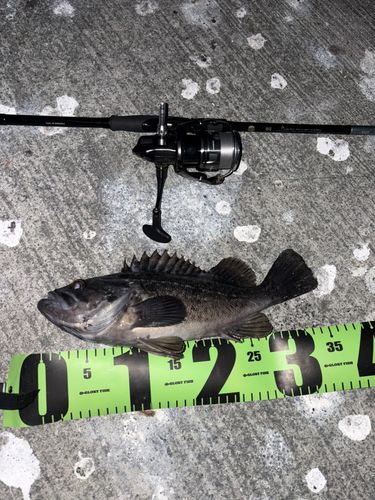 クロソイの釣果