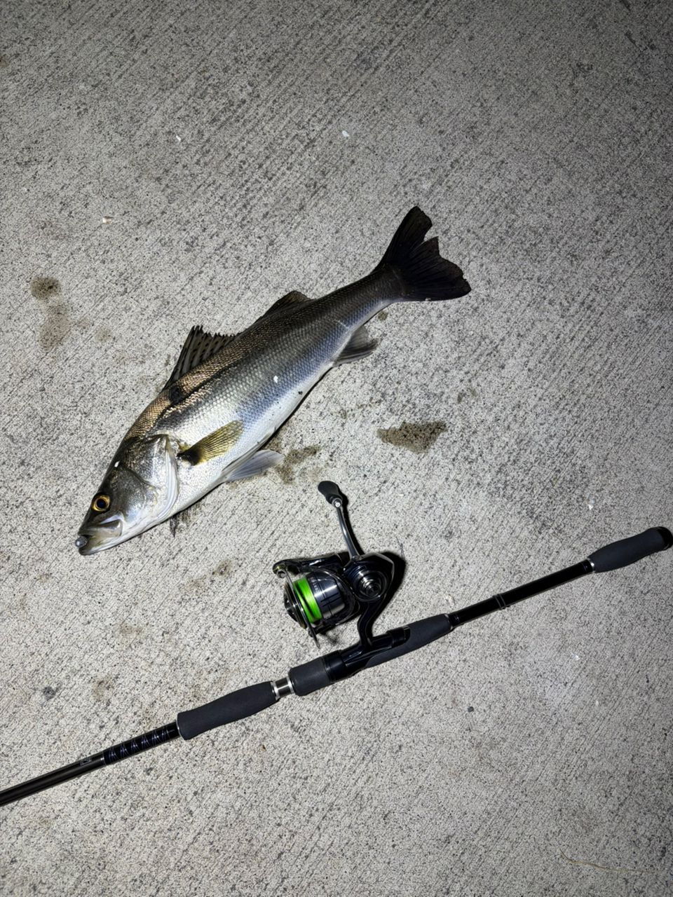 DAIWA 13ハートランド 802MHFS-SV13の最安値・インプレ・釣果 | 本音の