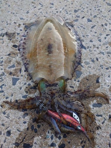 アオリイカの釣果
