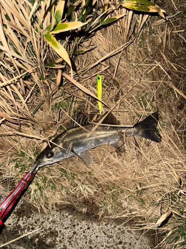 セイゴ（マルスズキ）の釣果