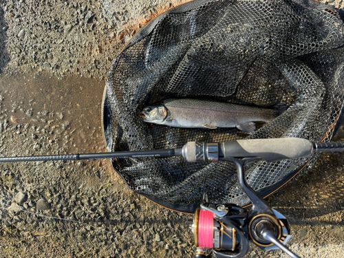 ニジマスの釣果