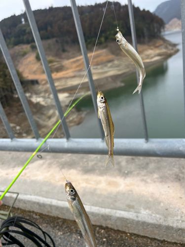 ワカサギの釣果