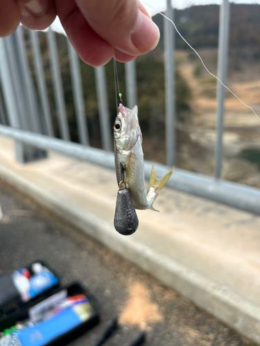 オイカワの釣果