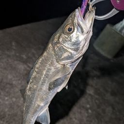 セイゴ（マルスズキ）