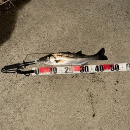 フッコ（マルスズキ）