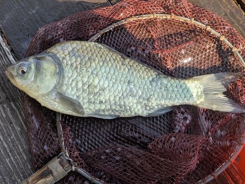 ヘラブナの釣果