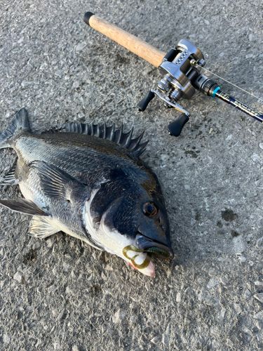 クロダイの釣果