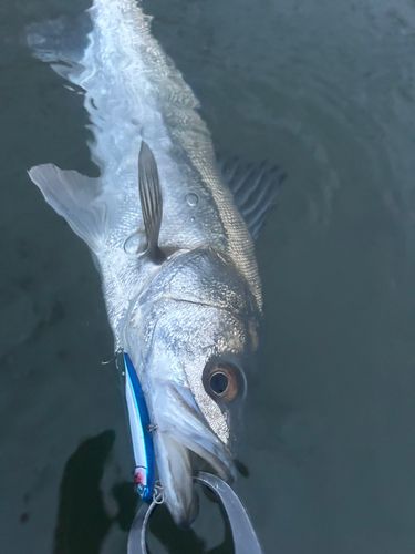 フッコ（マルスズキ）の釣果