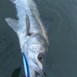 フッコ（マルスズキ）